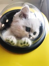 Close-up of cat sleeping in car