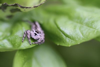 Close-up of insect on leaf