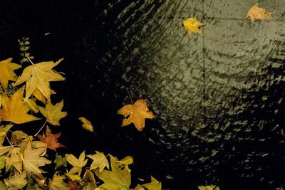 Close-up of maple leaves on ground