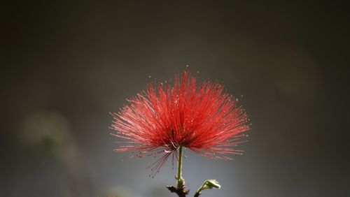 Close-up of flowers