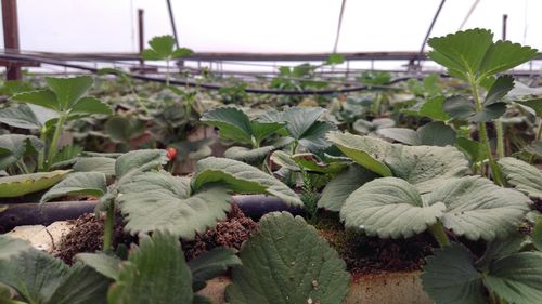 Close-up of cactus growing in greenhouse