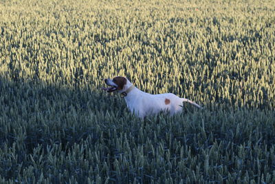 Pointer, hunting dog in green wheat field