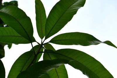 Low angle view of leaves against sky