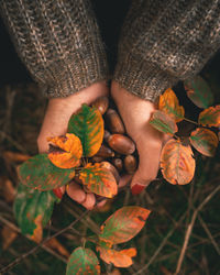 Close-up of hand holding leaves during autumn