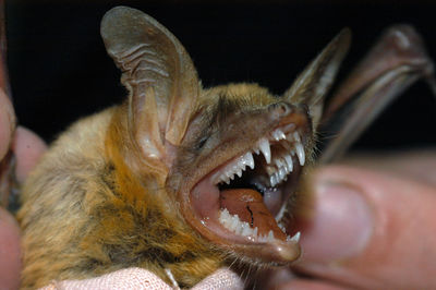 Chiropterologist holding and studying a bat in his hands