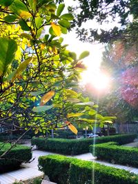 Trees in park