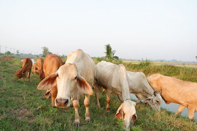 View of horses on field against clear sky