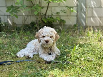 Portrait of lagotto romagnolo on field