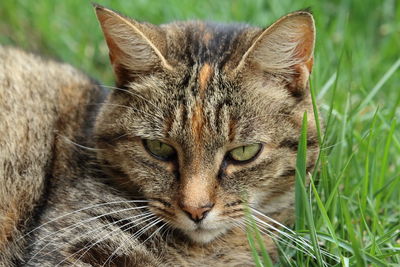 Close-up portrait of cat