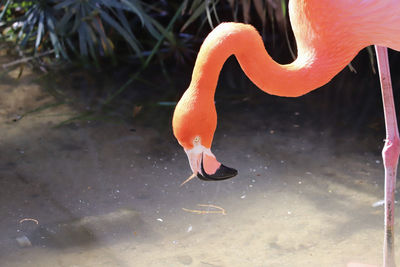 Pink flamingo examining the water