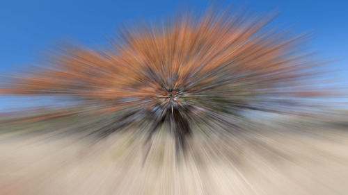 Close-up of flower against clear sky