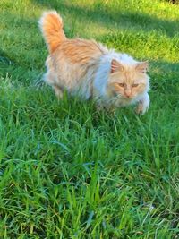 Cat relaxing on grassy field