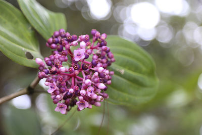 Close-up of purple flowers