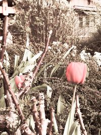 Close-up of flowers against plants