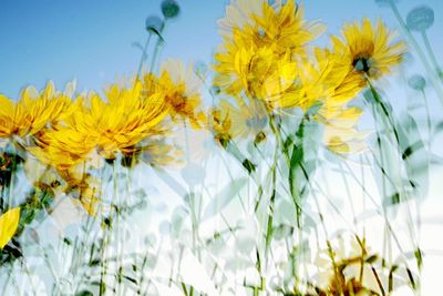 Close-up of yellow flowers blooming in field