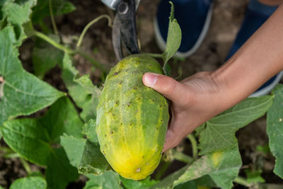 Close-up of hand holding fruit