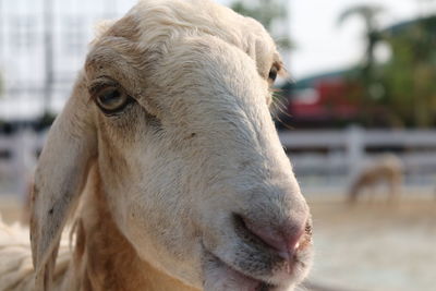 Close-up of a horse