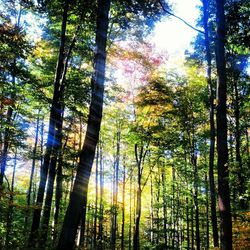 Low angle view of trees in forest