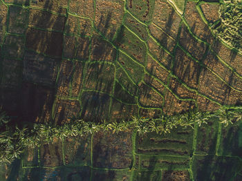Aerial view of rice paddies 