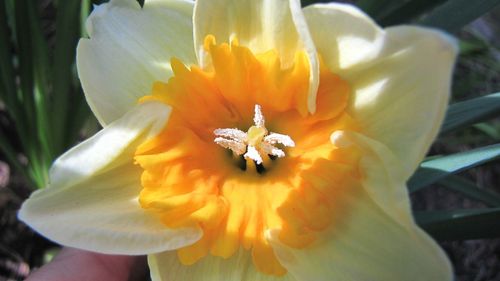 Close-up of white flower