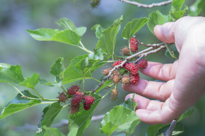 Midsection of person holding plant