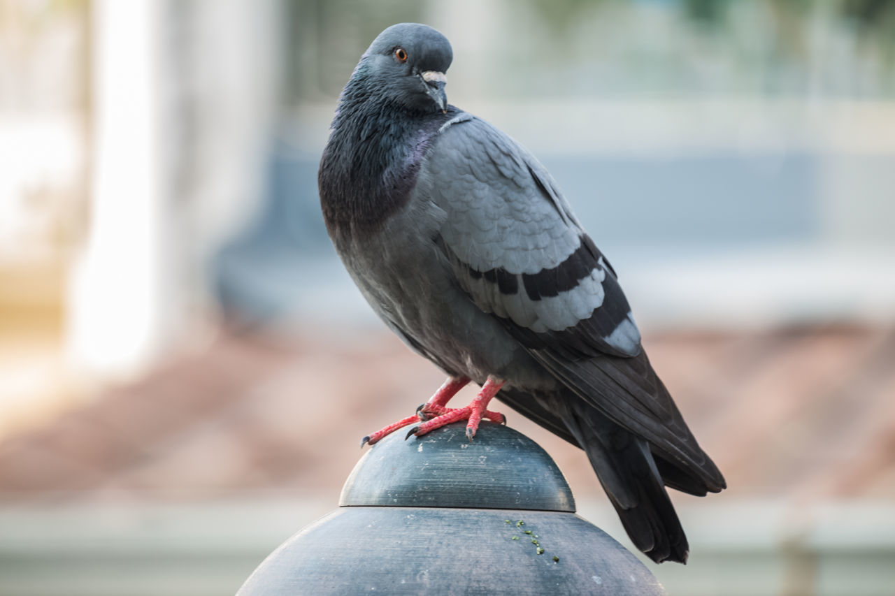 CLOSE-UP OF PIGEON PERCHING ON WOOD