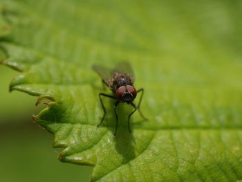 Close-up of housefly perching on leaf