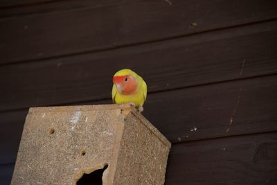 Close-up of bird perching on wood
