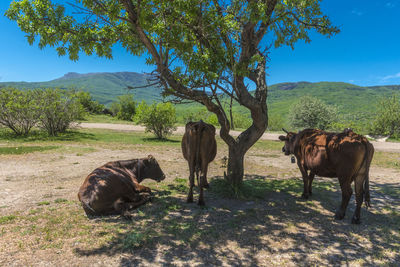 Horses grazing on field