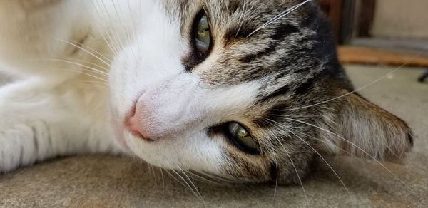 Close-up of cat lying down