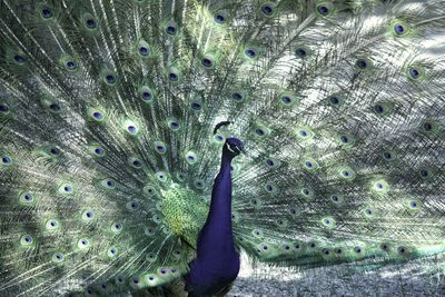 Close-up of peacock
