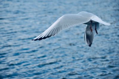 Seagull flying over sea