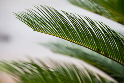 Close-up of palm leaves