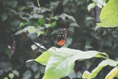 Butterfly perching on leaf