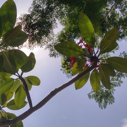 Low angle view of tree against sky