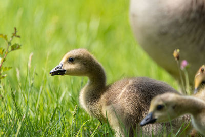 Close-up of duck on field