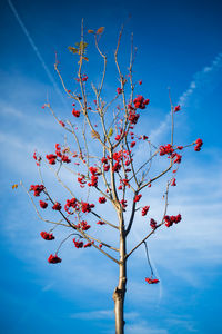 Low angle view of red berries on tree against blue sky