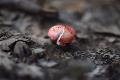 Close-up of mushroom growing on land