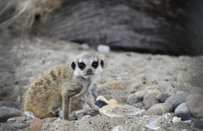 Portrait of meerkat