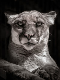 Close-up portrait of a cat