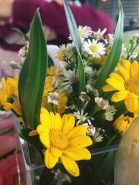 Close-up of yellow flowers