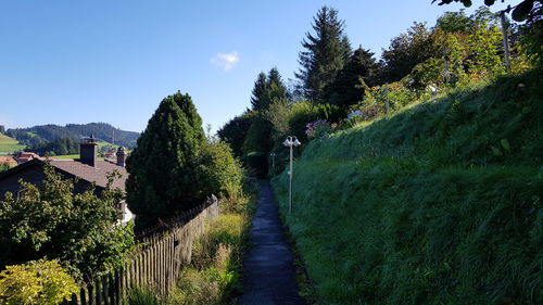 Footpath amidst trees against sky