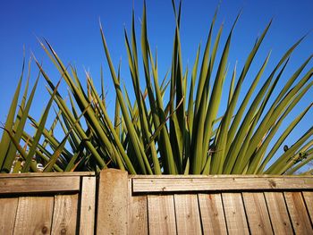 Close-up of wood against blue sky