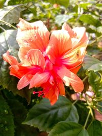 Close-up of pink flowers