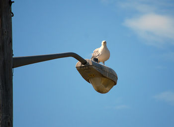 Low angle view of seagull perching on the sky