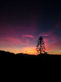 Silhouette plants on field against sky during sunset