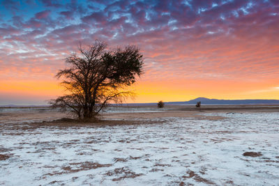 The atacama salt lake  with a tamarugo, a native tree from the area, atacama desert, chile