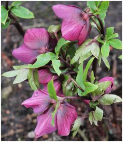 Close-up of pink flowers