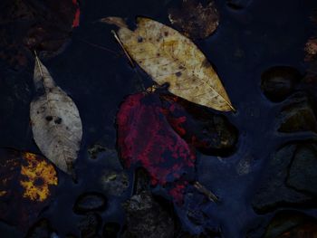 High angle view of maple leaves on street