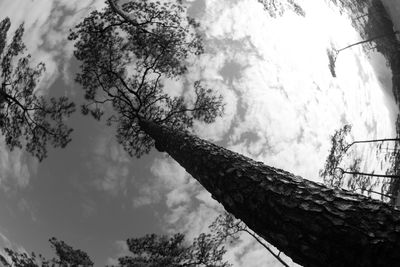 Low angle view of trees against sky